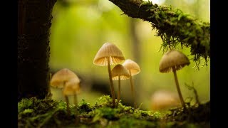 🍄 La Saison des Champignons 🍄 [upl. by Nevad]