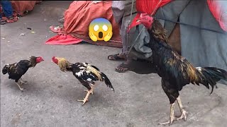 kalu murge ko sale karne ke liye mandi Le Gaye 😱 [upl. by Tisman]