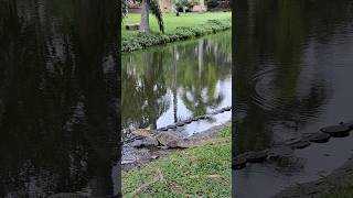 Monitor lizards swimming animal [upl. by Elpmet]