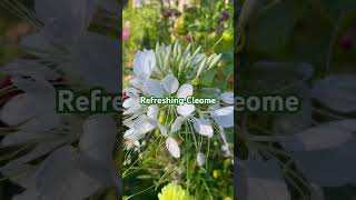 Cleome flower pacificnorthwest garden summer seattle bangladesh [upl. by Carma852]