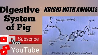 DIGESTIVE SYSTEM OF NONRUMINANT HOW TO DRAW A DIGESTIVE SYSTEM OF PIG 2023 [upl. by Ker52]