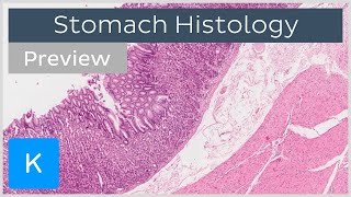 Stomach cells and tissues preview  Human Histology  Kenhub [upl. by Yecal704]