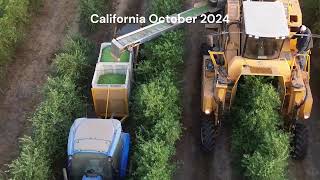 California Olive Harvest 2024 [upl. by Hait]