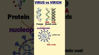 Difference between Virus and Virion  विषाणु और विरिओन  nucleoprotein [upl. by Slavin231]