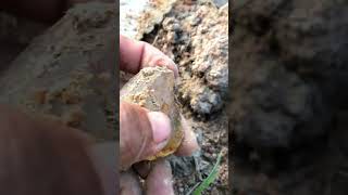 Finding Quartz Crystal At The Abandoned Mine crystals quartzlover quartzite quart quartzcrystal [upl. by Mad]