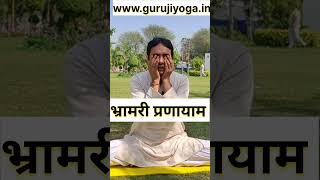 भ्रामरी प्रणायाम कैसे किया जाता है gurujiyoga healthylifestyle yoga [upl. by Nickolai]