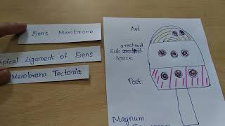 Cranial Foramina  Mnemonic Phrase [upl. by Nnaik]