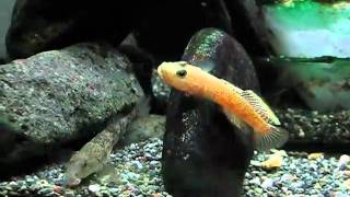 ゴクラクハゼの求愛行動 その１（Rhinogobius giurinus 01） [upl. by Uzziel]