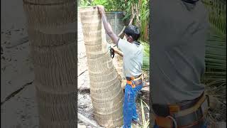 Sabarinathan tree cutter pattukkottai 8072635013 tree cutter service Tamilnadu [upl. by Carol-Jean]