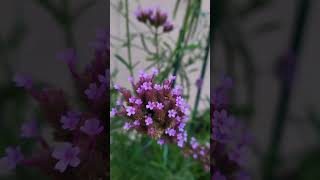 An incredible perennial tall verbena verbenabonariensis tallverbena purpletopvervain [upl. by Naujud]