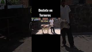 Destete en Terneros [upl. by Earised]