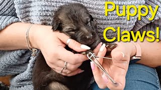 Baby GSD Puppies Have Claws Nails Clipped [upl. by Cristi325]