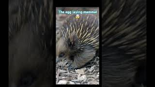 Echidna the egg laying mammal they feed their baby with milk AMAZING 😍 shorts facts shortsfeed [upl. by Delcine]