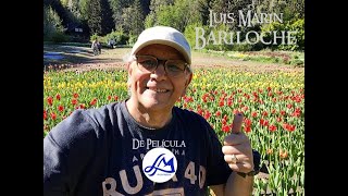 Tulipanes en Bariloche [upl. by Ressay]