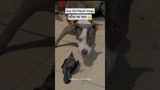 Pitbulldog reaction 😱 shorts dog [upl. by Ilonka483]