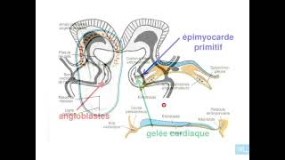 1  Embryologie de lappareil cardio vasculaire partie 1 [upl. by Akinor]