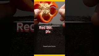 Red Bell Pepper plants  GreenCycle Shorts youtubeshorts [upl. by Ikceb]