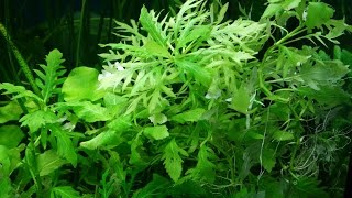 Синема изменчивая или Гигрофилла разнолистная  Hygrophila difformis [upl. by Willock]