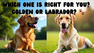 Golden Retriever vs Labrador Retriever Which one is right for you [upl. by Airdnalahs]