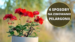 Zimowanie i przechowywanie PELARGONII Jak przezimować pelargonię [upl. by Aynnat]