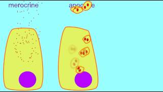 AP1 MEROCRINE APOCRINE amp HOLOCRINE GLANDS [upl. by Saturday888]