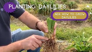 PLANTING DAYLILIES  How to plant daylilies [upl. by Nidraj]