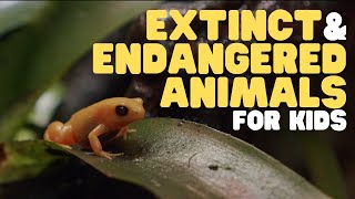 Extinct and Endangered Animals for Kids  What we can do to protect endangered species [upl. by Luelle]