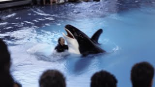 The TERRIFYING Last Minutes of Orca Trainer Britney White [upl. by Airdnazxela]