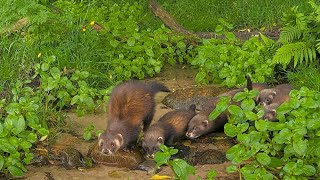 Polecat family with 5 small kittens  Caught on live forest camera [upl. by Sabine]