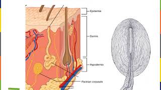 Integumentary System Part 3 [upl. by Aynav]