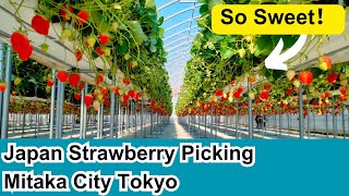 Japan Strawberry Picking Mitaka City Tokyo いちご狩り日本三鷹市東京 [upl. by Cordie]