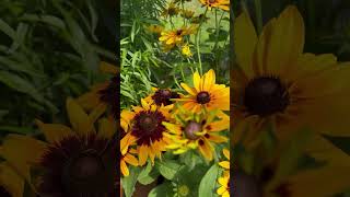 Perennial Plant Information Denver Daisy Rudbeckia BlackEyed Susan plants flowers gardening [upl. by Reifinnej]