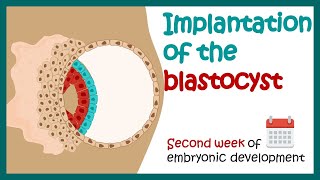 Implantation of the blastocyst  Week 2 of embryonic development  Developmental biology [upl. by Erdnaek]