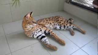 Our African Serval [upl. by Novel777]