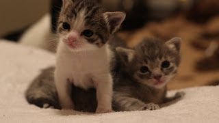 3 Weeks Old Kitten Update [upl. by Norwood]