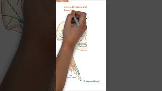 Sternocleidomastoid Muscle Origin Insertion Nerve Supply amp Action  MBBS NEET PG amp INICET [upl. by Soutor]