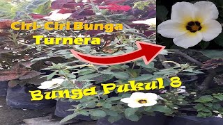 Ciri  Ciri Tanaman Hias Turnera Ulmifolia  Bunga Pukul Delapan  yang Wajib Anda Ketahui [upl. by Aihseken]