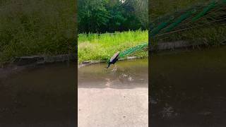 Mor pani piraha hai peacock drinking water peacock video peacock sound peacock shorts [upl. by Ellesig]