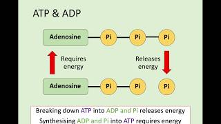 N5 Biology  16 Respiration [upl. by Esirtal]