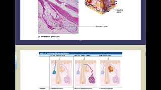 5758 Integumentary System [upl. by Aivatnahs]