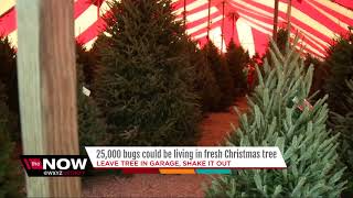 How to get rid of the of bugs in your real Christmas tree [upl. by Perce]