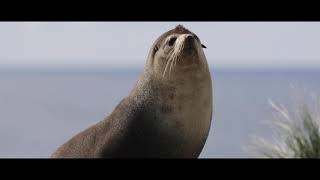 KERGUELEN Navigation en Terres Australes  De Grégory POL [upl. by Ettennahs714]