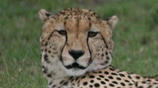 What noise do Cheetahs make [upl. by Aras]