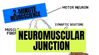 2Minute Neuroscience Neuromuscular Junction [upl. by Assirehc146]