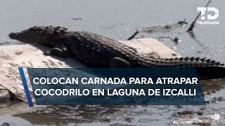 Realizan operativo para capturar a cocodrilo de laguna de Cuautitlán Izcalli [upl. by Lammaj]