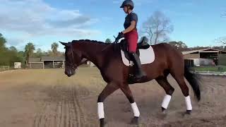 5 year old Trakehner for sale [upl. by Bibbie629]