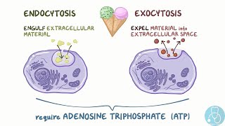 endocytose et exocytose [upl. by Yanat]