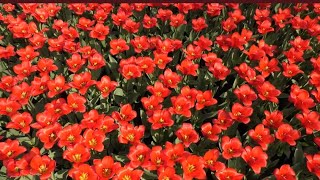 4K 30032019 Keukenhof tulip fields Lisse The Netherlands [upl. by Ecinahc]