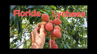 quotDiscover Florida’s Hidden Gem Lychees Growing Locallyquot lychee fruit florida nature food [upl. by Truk]