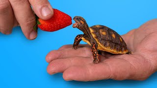 World’s Most Popular Pet Tortoise [upl. by Dambro]